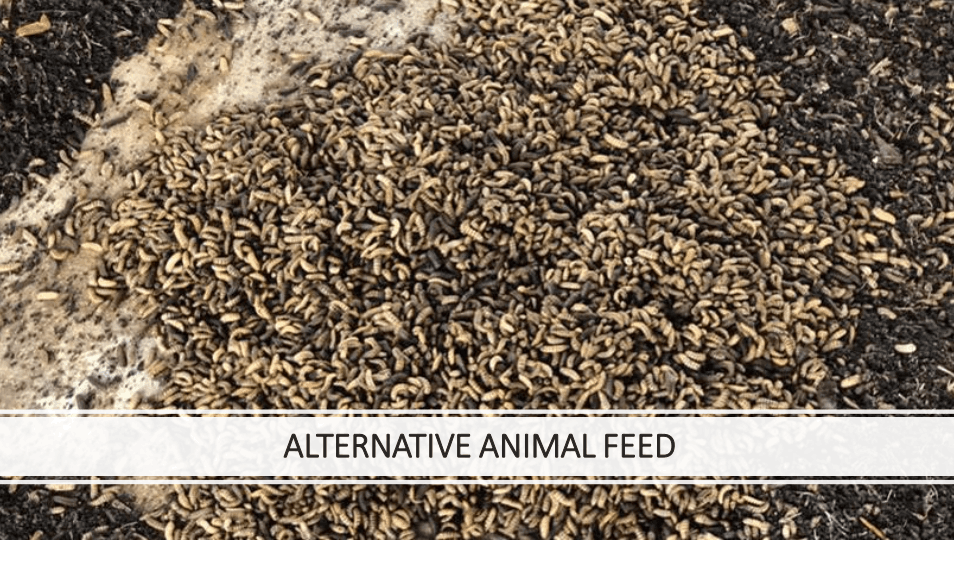 Alternative Animal Feed by BSFL