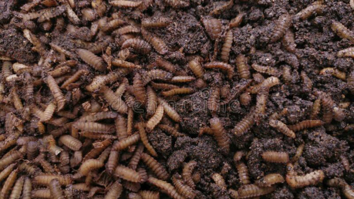 Black Soldier Fly Larvae