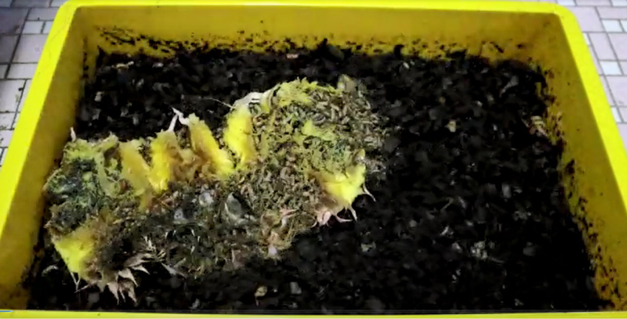 BSFL eats pineapple